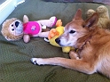 Scouty_DogsLife (1)